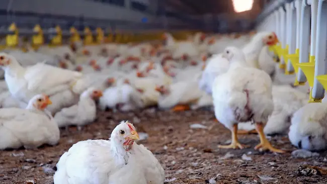 Nagar kurnool: అంతుచిక్కని వైరస్‌.. వేల సంఖ్యలో కోళ్ల మృతి!