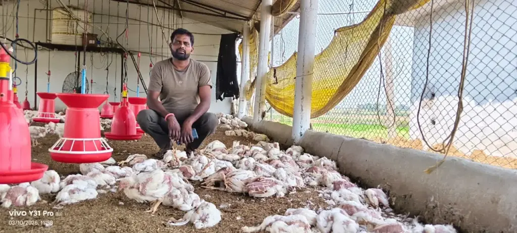 Mysterious Virus in Poultry: అంతుచిక్కని వ్యాధితో 8400 కోళ్లు మృతి
