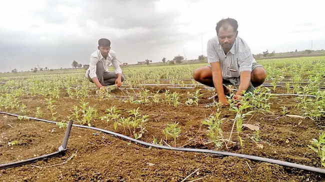 AP Micro Irrigation Subsidy