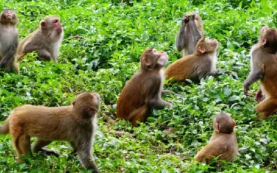 Telangana agriculture news: పంట పొలాల్లో కిష్కిందకాండ!