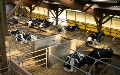 AP Govt: డెయిరీ, గొర్రెల ఫారాలకు ఛార్జీలు రద్దు