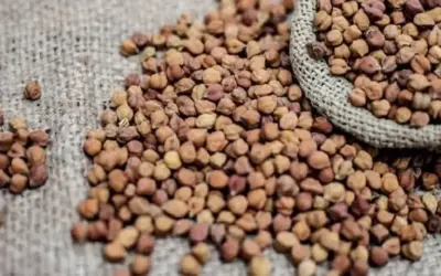 Bengal Gram MSP 2026: శనగ రైతులకు కన్నీళ్లు.. దిగుమతి సుంకం తగ్గింపుతో పడిపోయిన ధరలు!