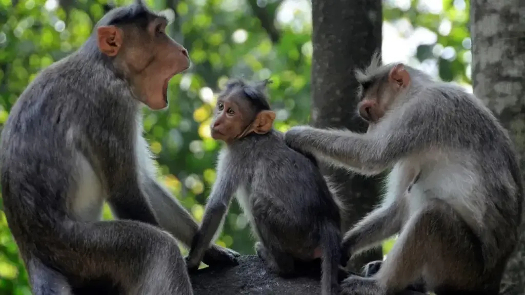 TG Monkeys Menace: కోతుల సమస్యతో కొత్త సర్పంచ్లు ఉక్కిరిబిక్కిరి