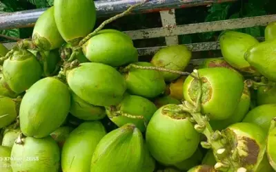 Coconut Prices Drop Today AP: యుద్ధం అక్కడ.. కష్టం ఇక్కడ: కొబ్బరి రైతుల ఆవేదన!