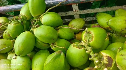 west-asia-war-impact-on-andhra-pradesh-coconut-prices-drop-2026