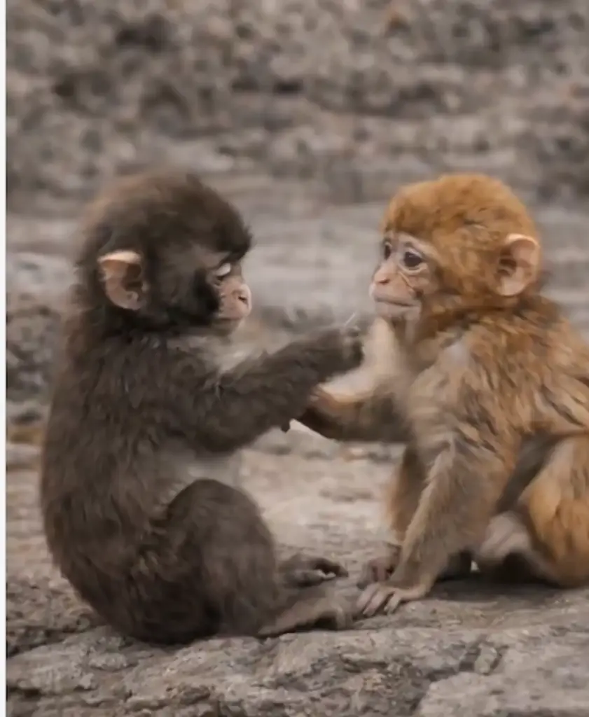 Punch Kun: I found a girlfriend..!..Punch Ananda Kerintalu