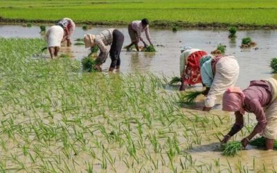 Rice Farmers : వరి రైతులకు షాక్ ఇచ్చిన సీఎం రేవంత్