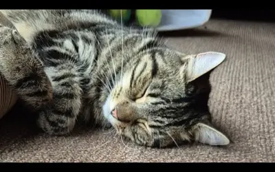 Meerpet Crime: పెంపుడు పిల్లి మరణాన్ని తట్టుకోలేక విద్యార్థిని  ఏం చేసిందో తెలుసా?