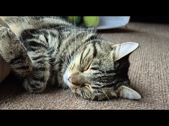 Meerpet Crime: పెంపుడు పిల్లి మరణాన్ని తట్టుకోలేక విద్యార్థిని  ఏం చేసిందో తెలుసా?