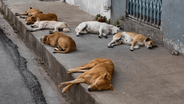Mancherial Crime: Dogs Poisoned — 100 Canines Dead